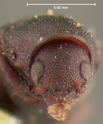 Media type: image;   Entomology 24677 Aspect: head frontal view